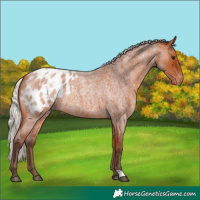 Horse Color:Silver Bay Roan Appaloosa