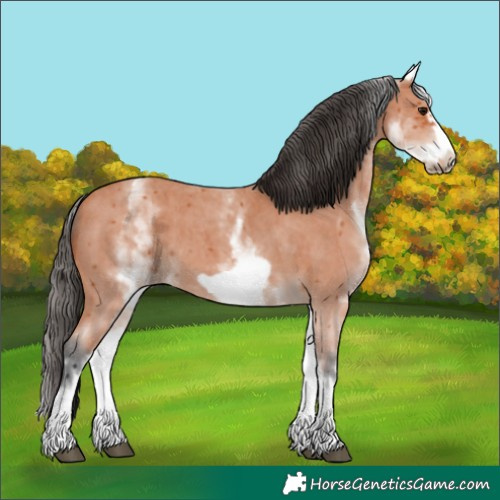 Horse Color:White Spotted Bay Sabino Frame