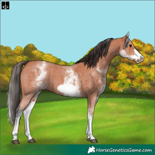 Horse Color:White Spotted Bay Sabino Frame