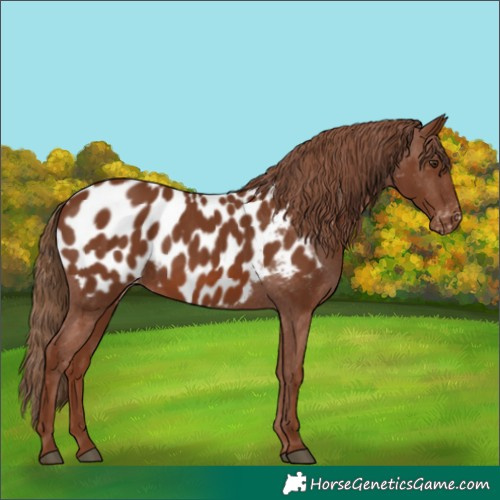 Horse Color:Chestnut Appaloosa 