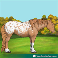 Horse Color:Chestnut Tobiano Appaloosa