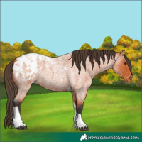 Horse Color:Bay Roan Tobiano Blanket
