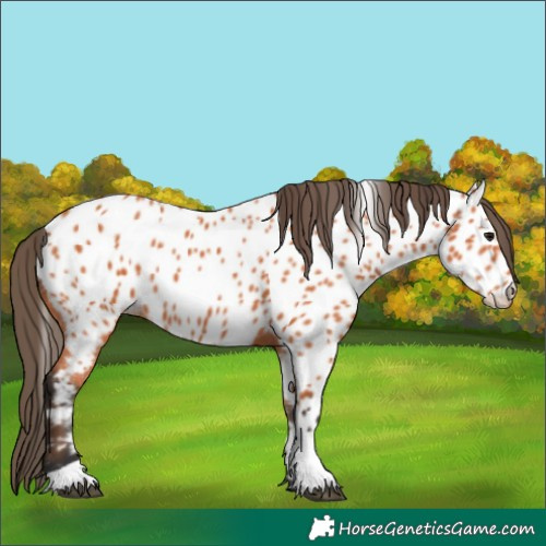 Horse Color:Bay Tobiano Near Leopard