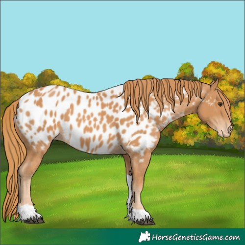 Horse Color:Chestnut Tobiano Near Leopard