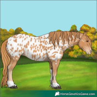 Horse Color:Chestnut Tobiano Near Leopard