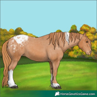 Horse Color:Chestnut Tobiano Appaloosa 