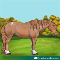 Horse Color:Chestnut Tobiano Appaloosa 