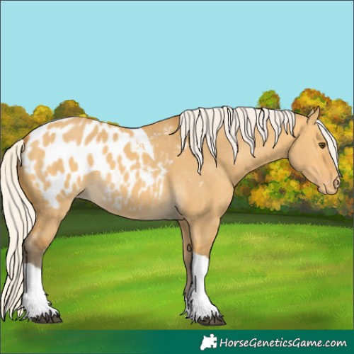 Horse Color:Silver Buckskin Dun Tobiano Appaloosa 