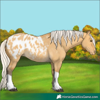 Horse Color:Silver Buckskin Dun Tobiano Appaloosa
