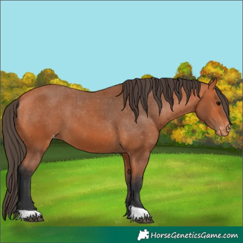 Horse Color:Bay Appaloosa