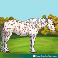 Horse Color:Bay Tobiano Leopard