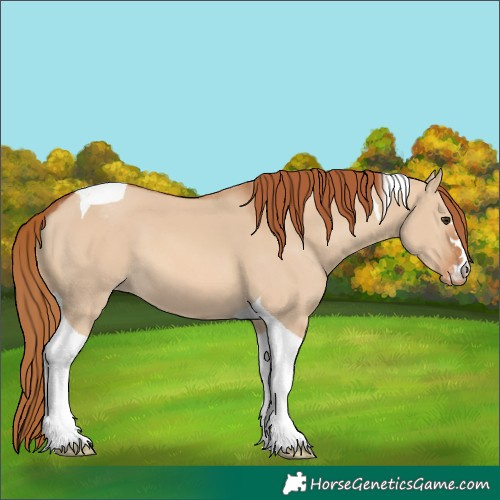 Horse Color:Red Dun Tobiano Appaloosa 