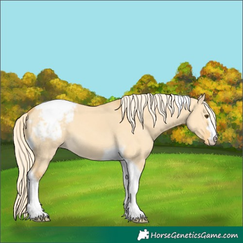 Horse Color:Palomino Dun Tobiano Appaloosa 