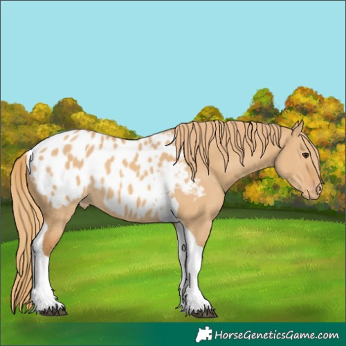 Horse Color:Red Dun Tobiano Appaloosa