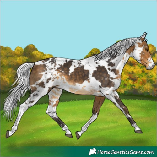 Horse Color:Buckskin Harlequin Merle Rabicano 