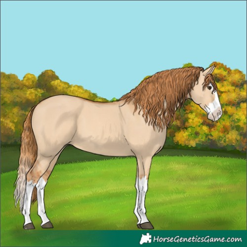 Horse Color:Red Dun Splash 