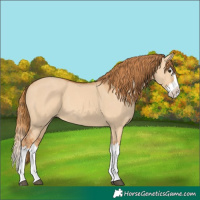 Horse Color:Red Dun Splash 