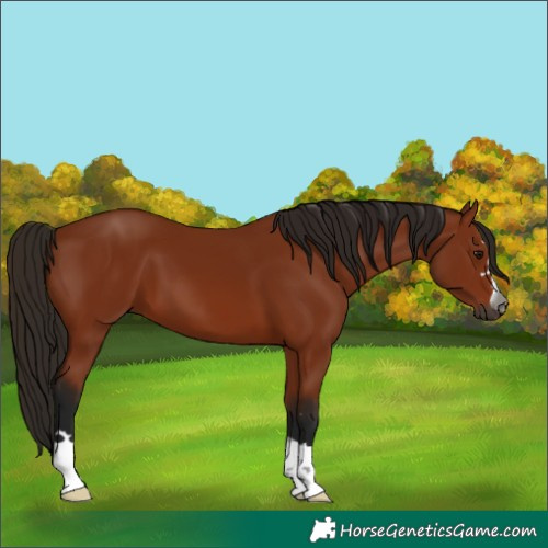 Horse Color:Gray Bay