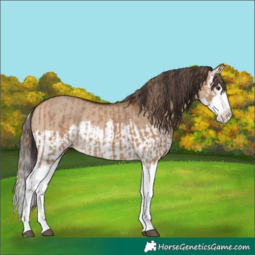 Horse Color:Red Dun Splash  and Bay Dun Splash 