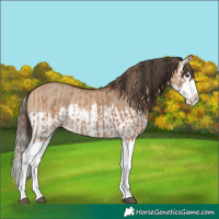 Horse Color:Red Dun Splash and Bay Dun Splash
