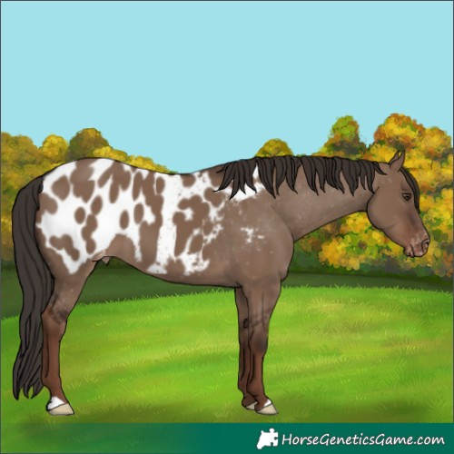 Horse Color:Liver Red Dun Blanket 