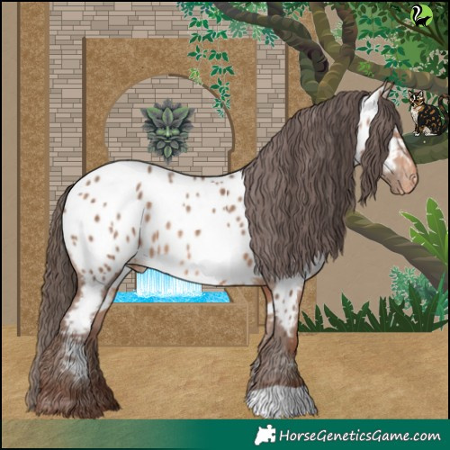 Horse Color:Amber Champagne Appaloosa 