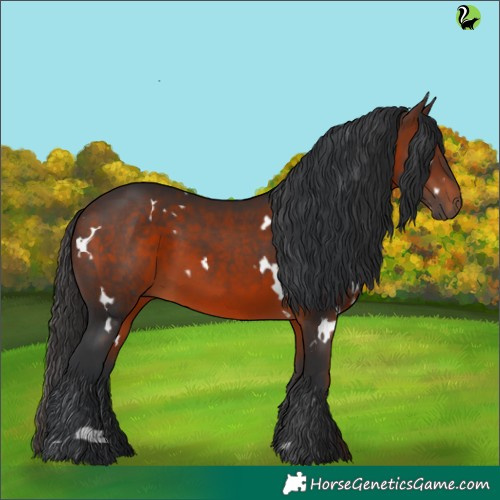 Horse Color:White Spotted Brown 