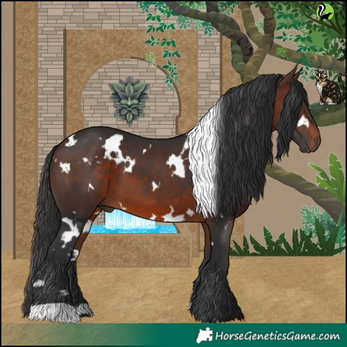 Horse Color:White Spotted Brown 