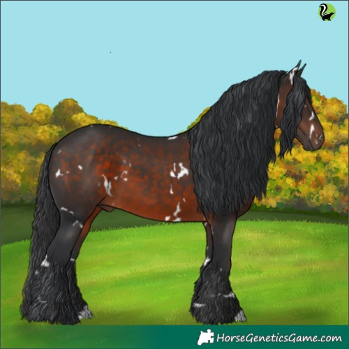 Horse Color:White Spotted Brown 