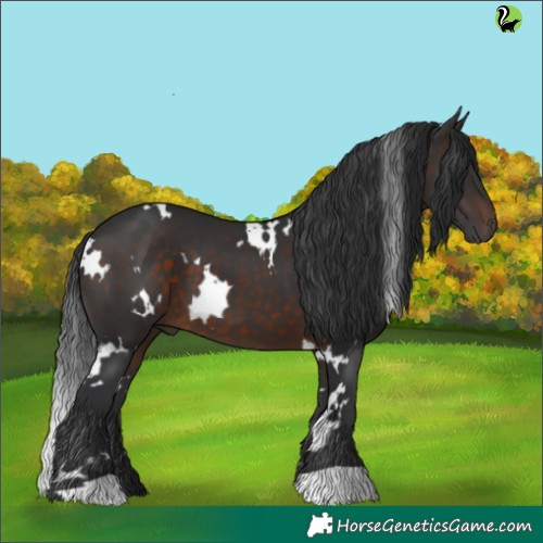 Horse Color:White Spotted Brown