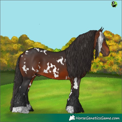 Horse Color:White Spotted Brown 