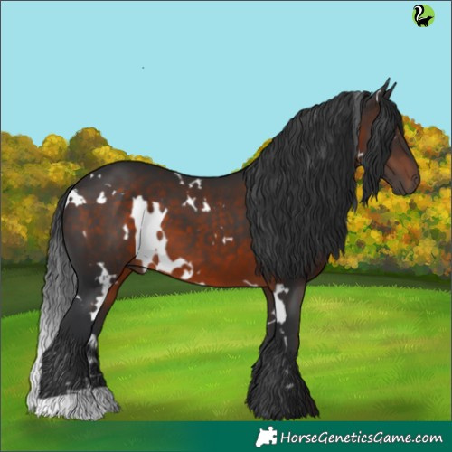 Horse Color:White Spotted Brown