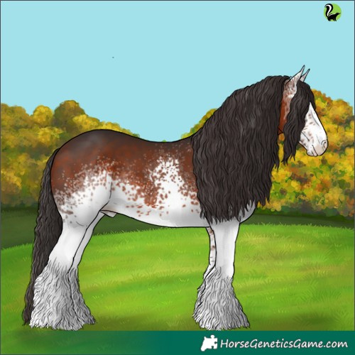 Horse Color:White Spotted Bay Rabicano 