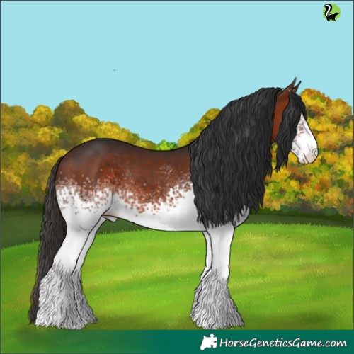 Horse Color:White Spotted Bay Rabicano 