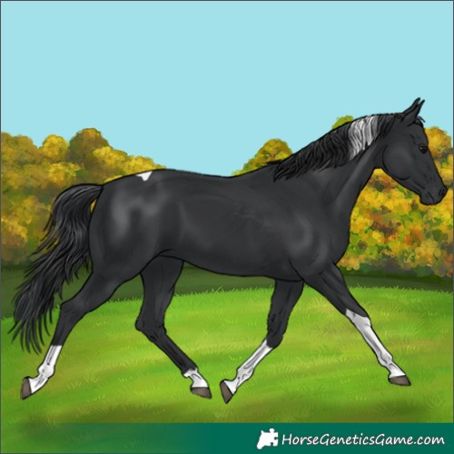 Horse Color:Black Tobiano 