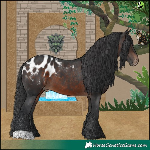 Horse Color:Brown Appaloosa 