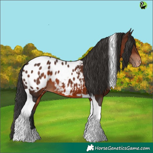 Horse Color:Brown Tobiano Appaloosa 