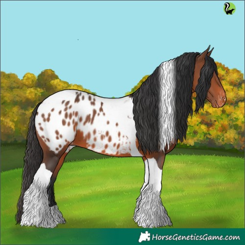 Horse Color:Brown Tobiano Appaloosa 