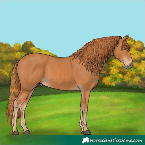 Horse Color:Chestnut 