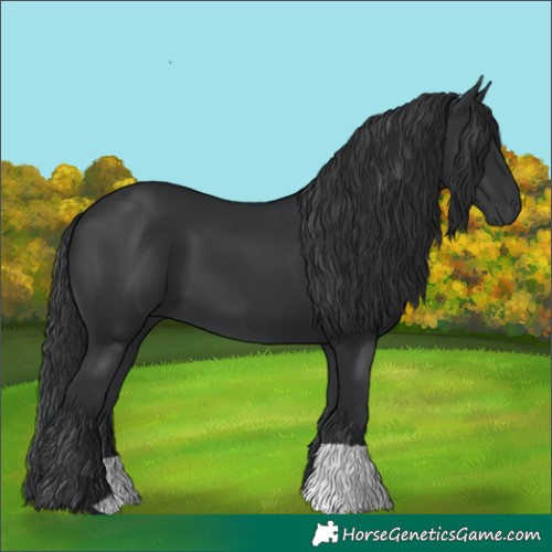 Horse Color:Black 