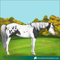 Horse Color:Black Splash Tobiano Appaloosa 