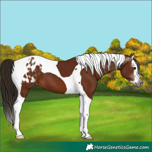 Horse Color:Gray Bay Splash Tobiano Appaloosa