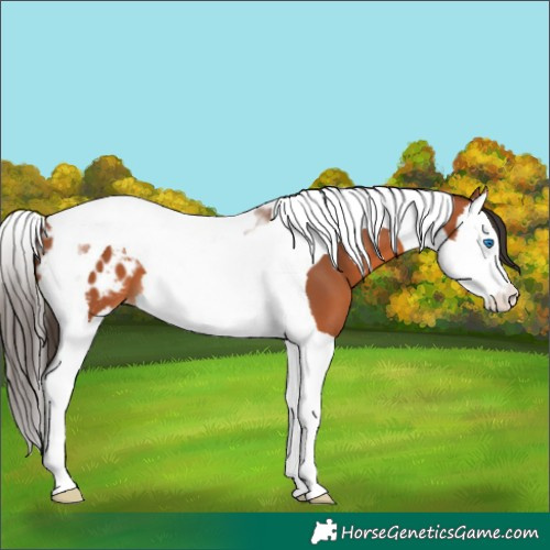 Horse Color:Bay Splash Tobiano Appaloosa 