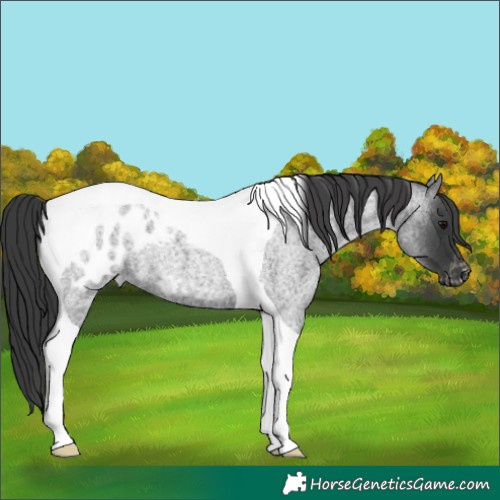 Horse Color:Blue Roan Tobiano Appaloosa 