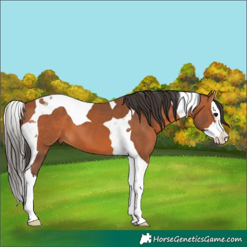 Horse Color:Bay Splash Tobiano 