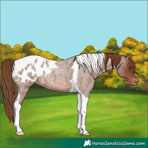 Horse Color:Red Roan Tobiano Appaloosa 