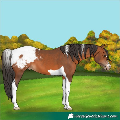 Horse Color:Bay Tobiano Appaloosa