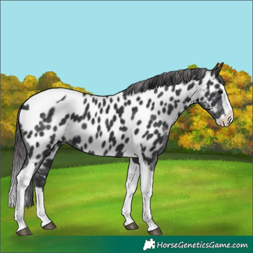 Horse Color:Black Splash Tobiano Near Leopard 