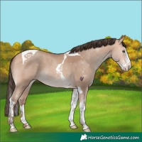 Horse Color:Amber Champagne Splash Tobiano 