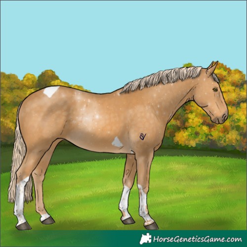 Horse Color:Palomino Tobiano 